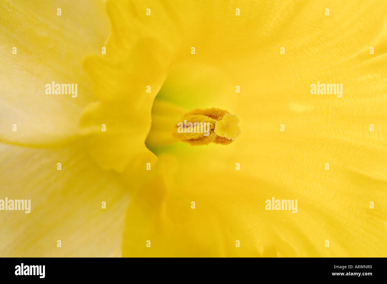 Close-up di daffodil, narcisi Foto Stock