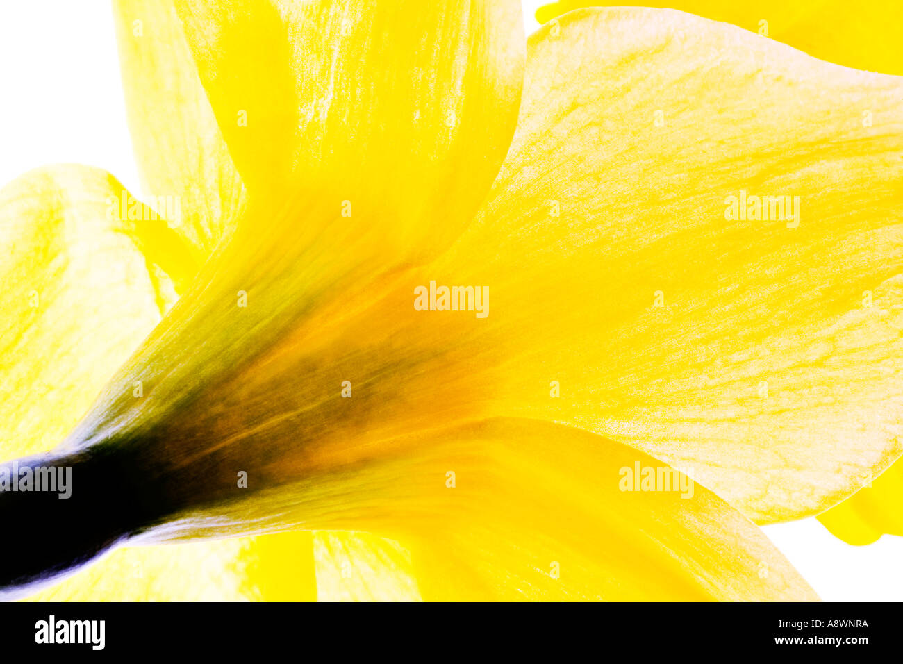 Backlit close-up di un giallo daffodil, narcisi Foto Stock