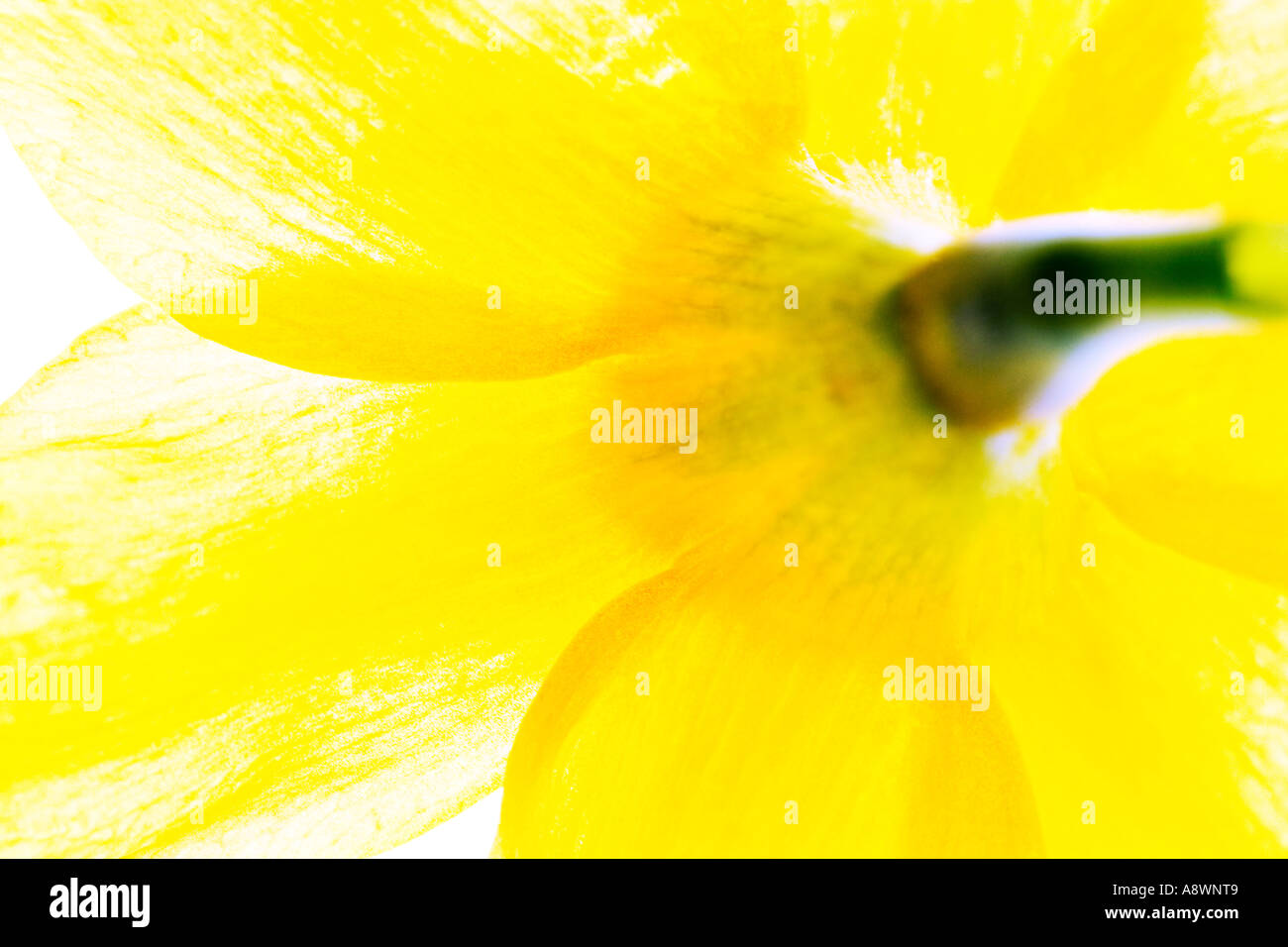 Backlit close-up di un giallo daffodil. Foto Stock
