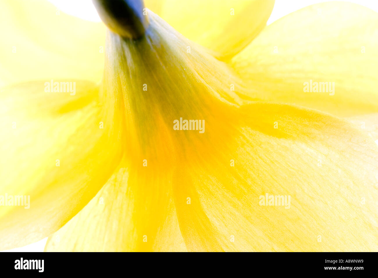 Backlit close-up di un giallo daffodil. Foto Stock
