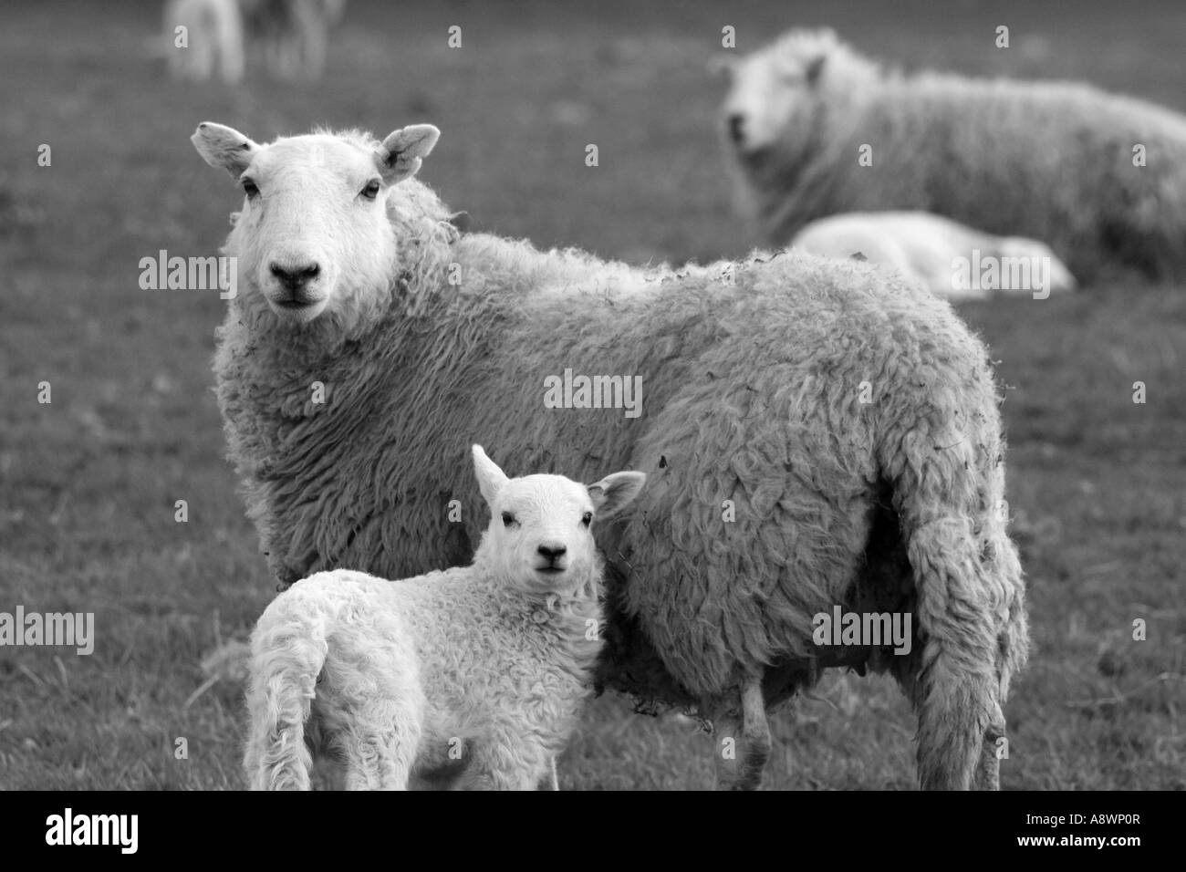 Agnello delle pecore Foto Stock