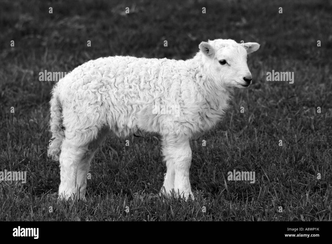 Nuovo agnello Nato Foto Stock