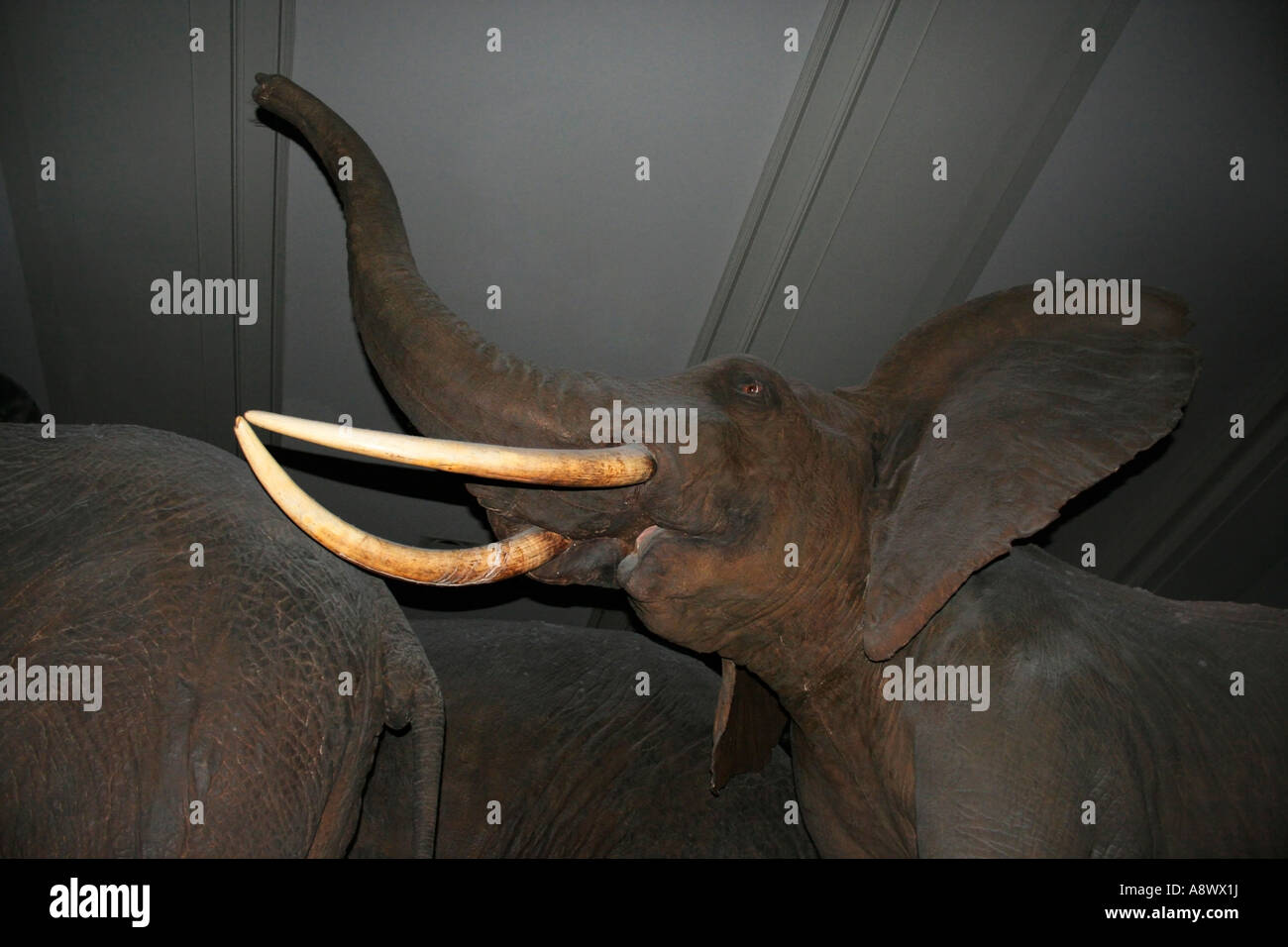 Vecchio e polveroso farcito elefanti africani. Zanne d'Avorio. Un Museo di Storia Naturale presentano. Foto Stock