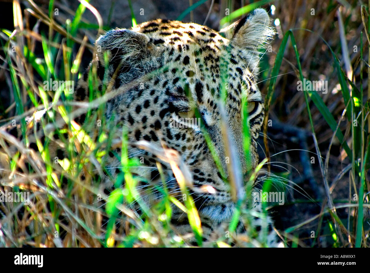 Sud Africa - Mpumalanga Provincia, il Parco Nazionale Kruger, Landolozi, Private Game Reserve, leopard appoggiato nell'erba alta Foto Stock