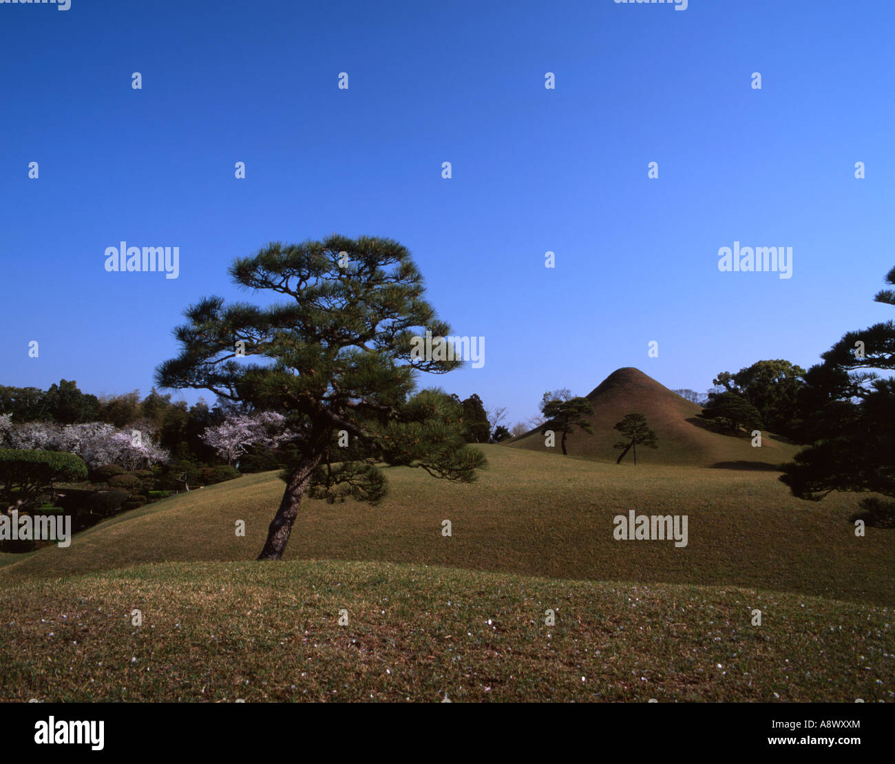 Albero nel paesaggio giapponese giardino, Suizenji Jojuen giardino, Kumamoto Foto Stock