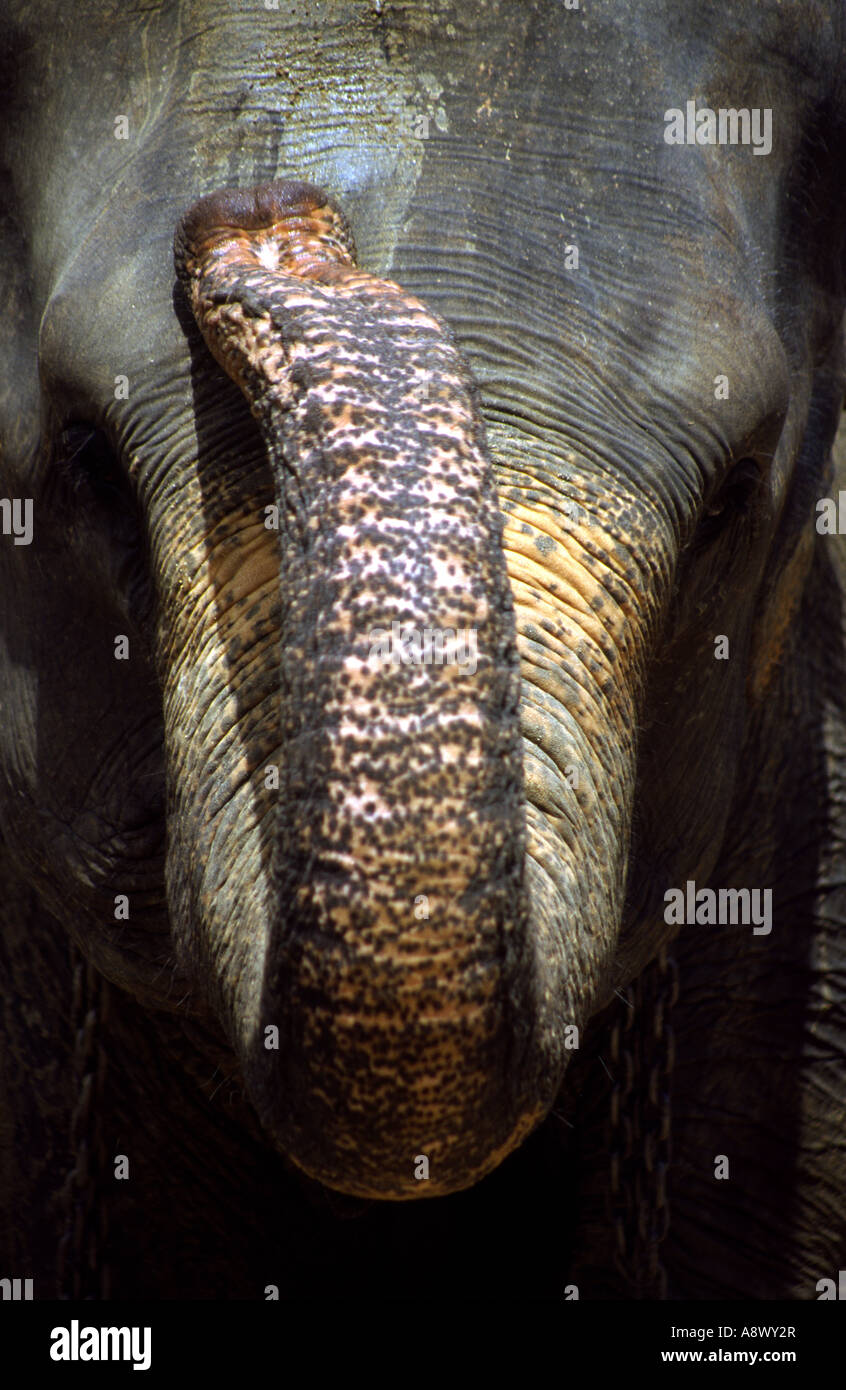 L'elefante indiano ( Elephas maximus indicus ) trunk di sollevamento Foto Stock