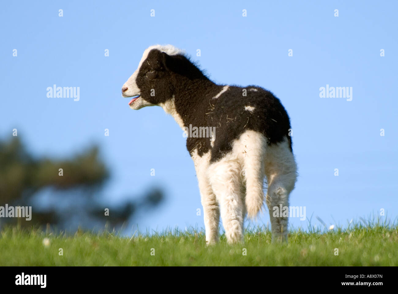 Jacobs agnello di piangere per la sua madre. Foto Stock