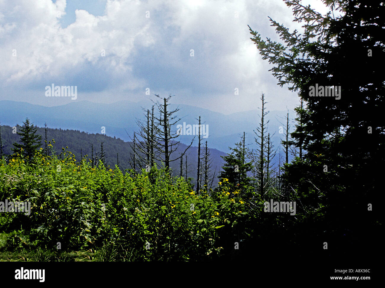 CAROLINA DEL NORD il Monte Mitchell abete rosso e fraser abeti ucciso da balsam wooly afidi dopo aver indebolito dalla pioggia acida Foto Stock