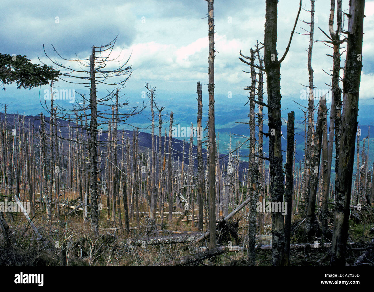 CAROLINA DEL NORD il Monte Mitchell abete rosso e fraser abeti ucciso da balsam wooly afidi dopo aver indebolito dalla pioggia acida Foto Stock