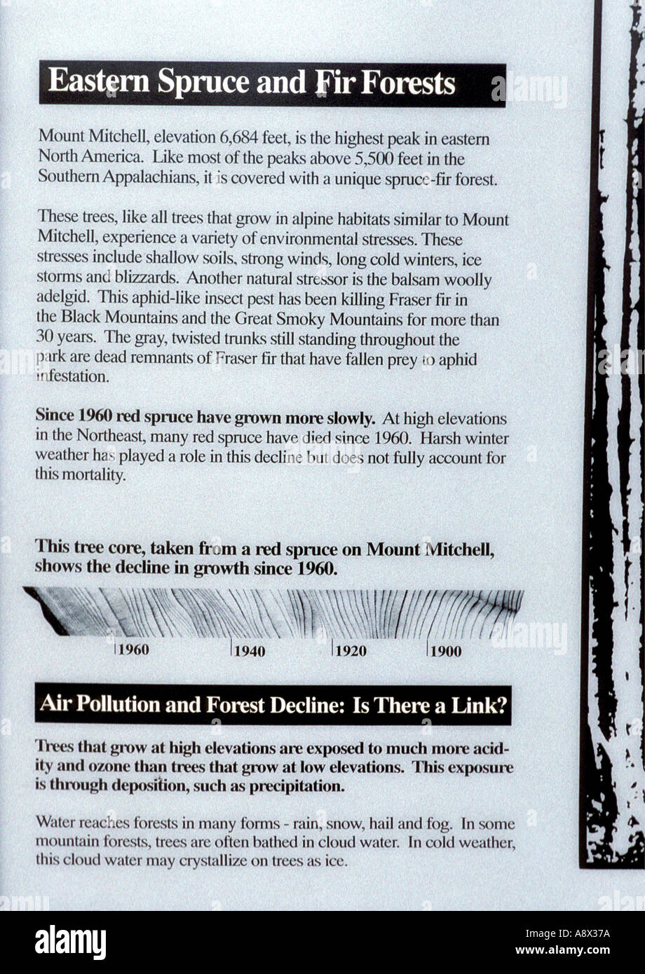 CAROLINA DEL NORD il Monte Mitchell del segno dell'abete rosso e fraser abeti ucciso da balsamo lanosi afidi dopo aver indebolito dalla Foto Stock