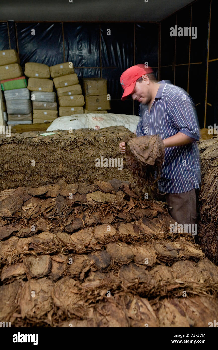 Il tabacco di essiccamento a una fabbrica di sigari Esteli Nicaragua Foto Stock