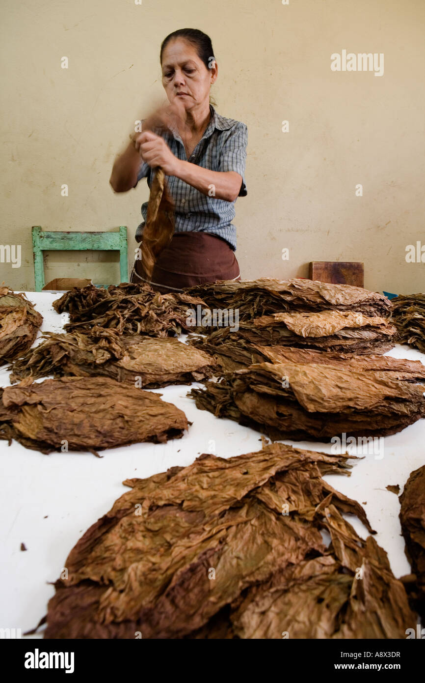 Il tabacco di classificazione a una fabbrica di sigari Esteli Nicaragua Foto Stock