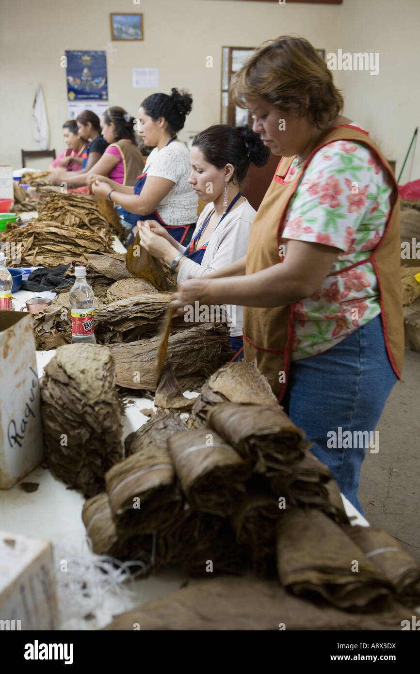Il tabacco essendo separati da colore a una fabbrica di sigari Esteli Nicaragua Foto Stock