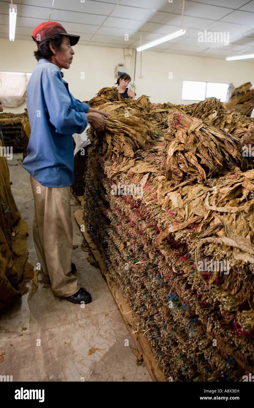 Il tabacco proveniente da aziende agricole in fasci a una fabbrica di sigari Esteli Nicaragua Foto Stock
