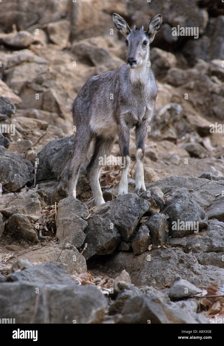 Il cinese Goral Nemorhaedus caudatus cina thailandia myanmar. Captive Foto Stock