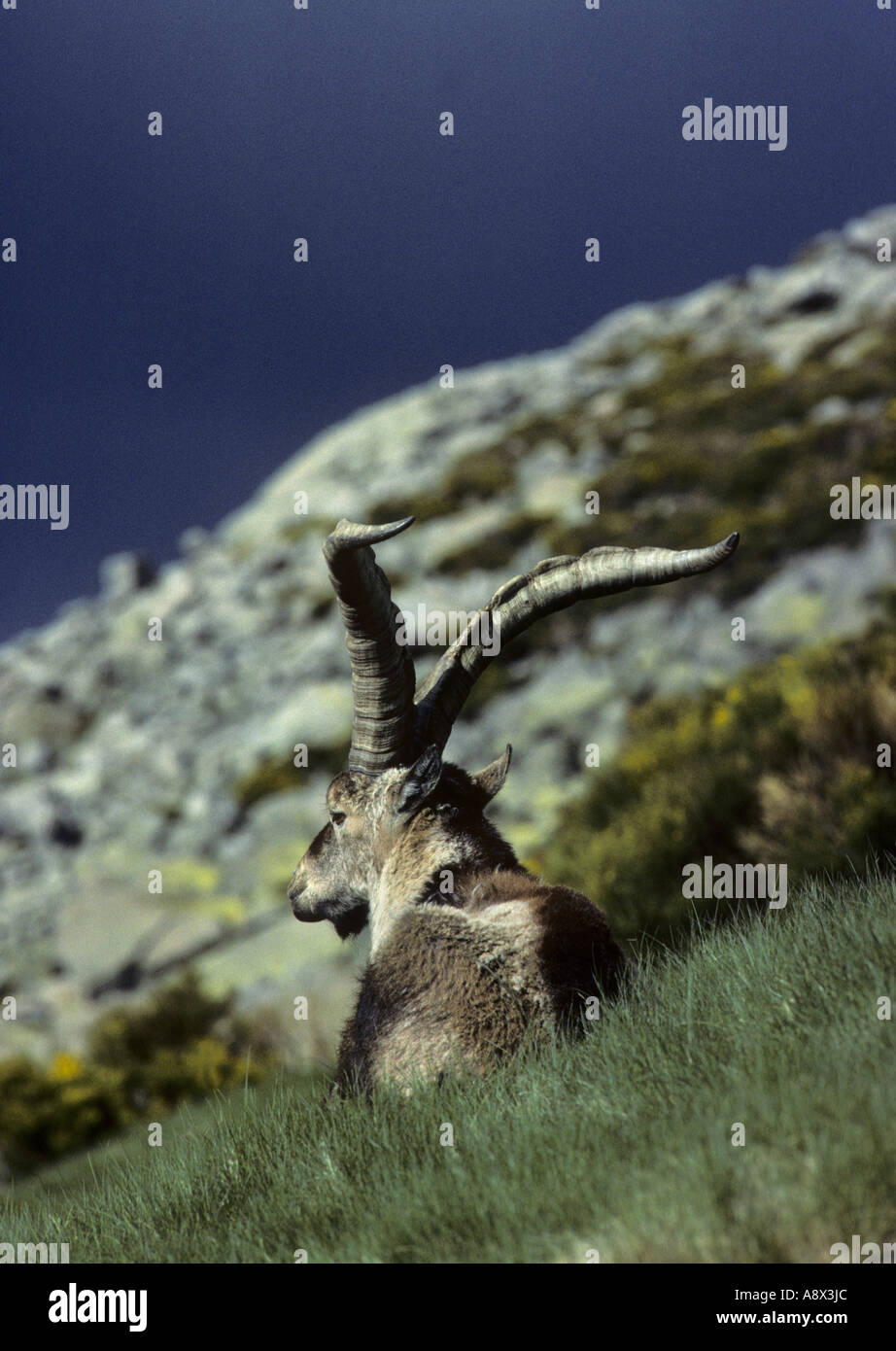 Spagnolo o Gredos Ibex (Capra pyrenaica victoriae) Sierra de Gredos, Spagna centrale Foto Stock