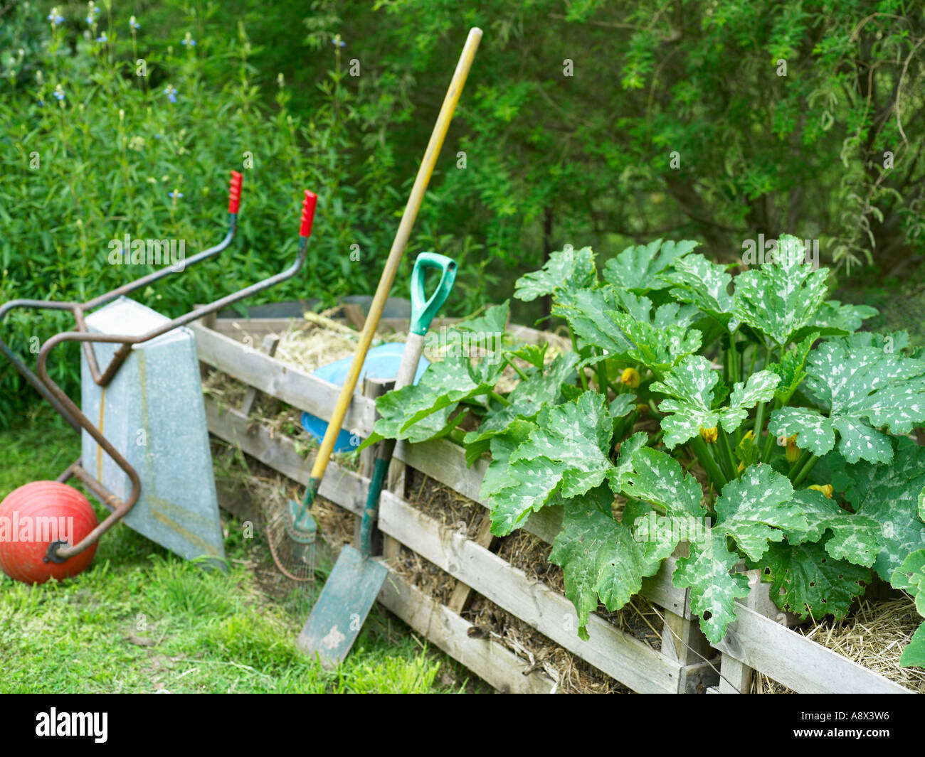 Il riciclaggio compostaggio con zucchine organico crescono fuori della parte superiore con gli attrezzi da giardino e la carriola Foto Stock