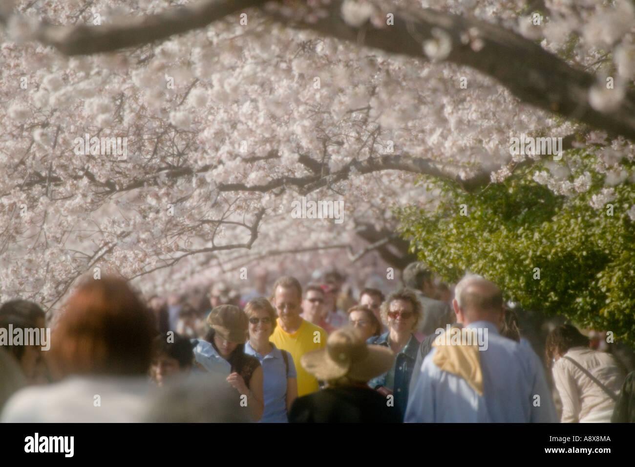 A molte persone piace ciliegia giapponese albero blossom festival che circonda Tidal Basin Washington DC e Distretto di Columbia Foto Stock