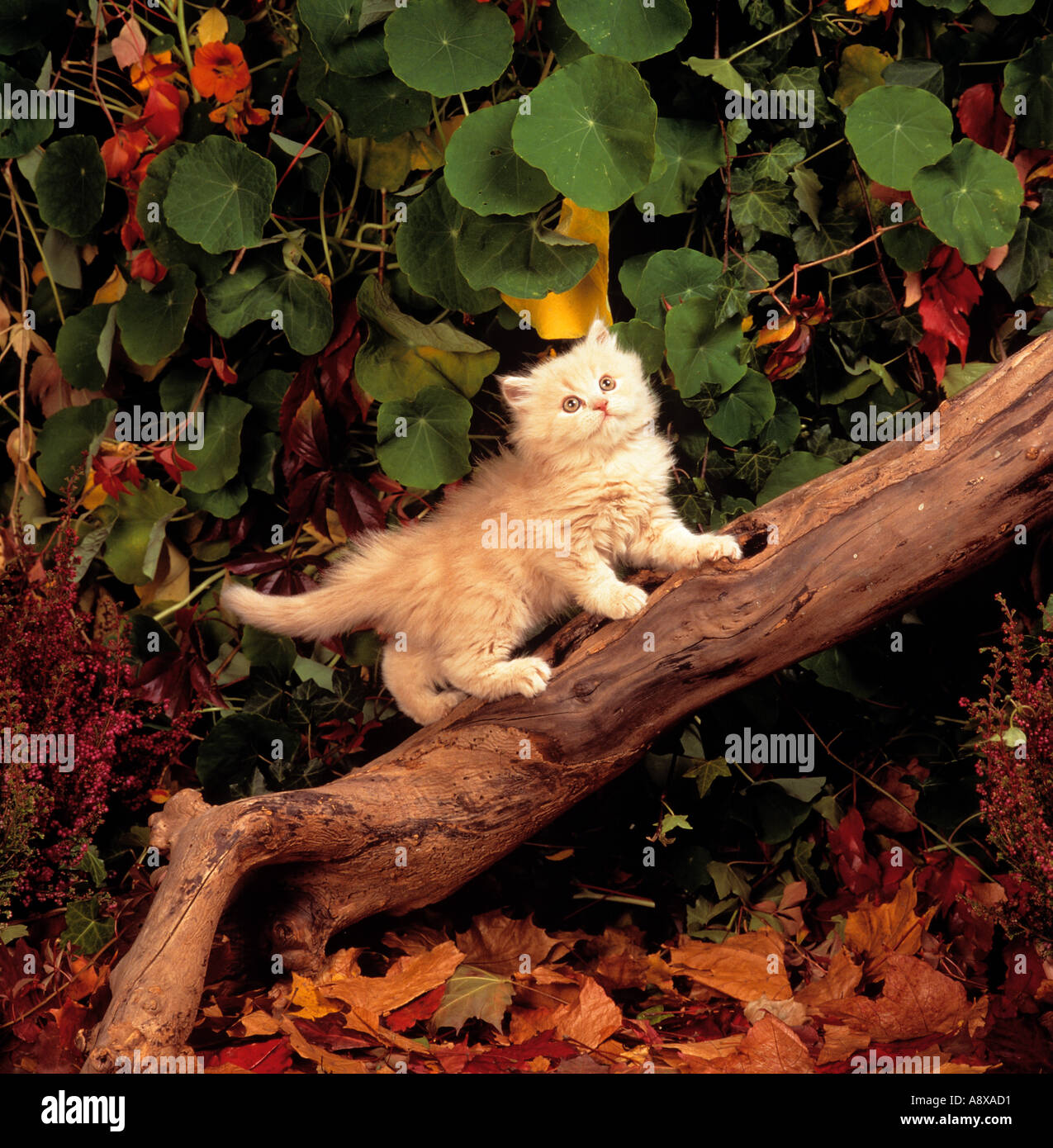 Giovani animali si arrampica sul tronco d'albero immagini e fotografie ...