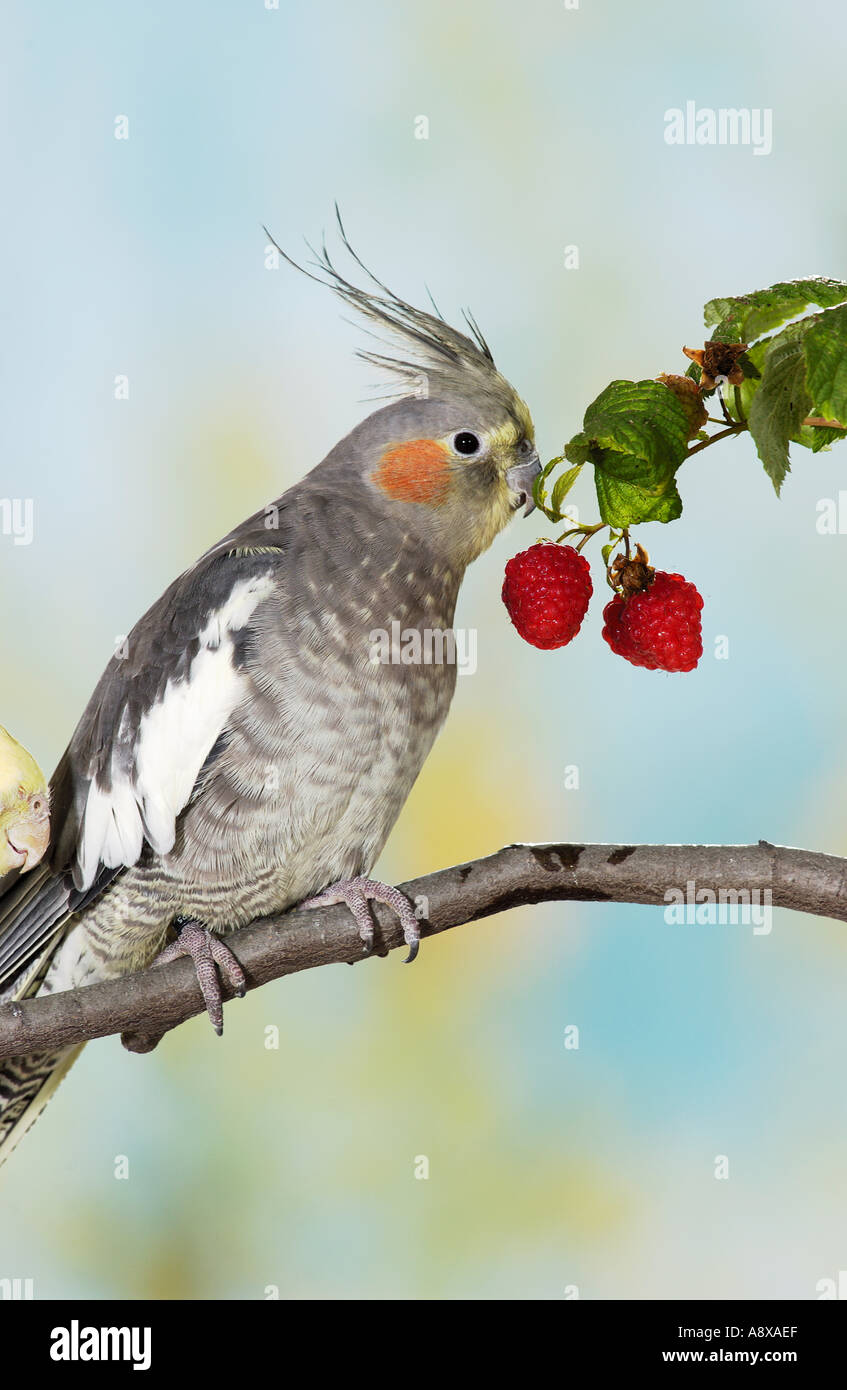Cockatiel sul ramo / Nymphicus hollandicus Foto Stock