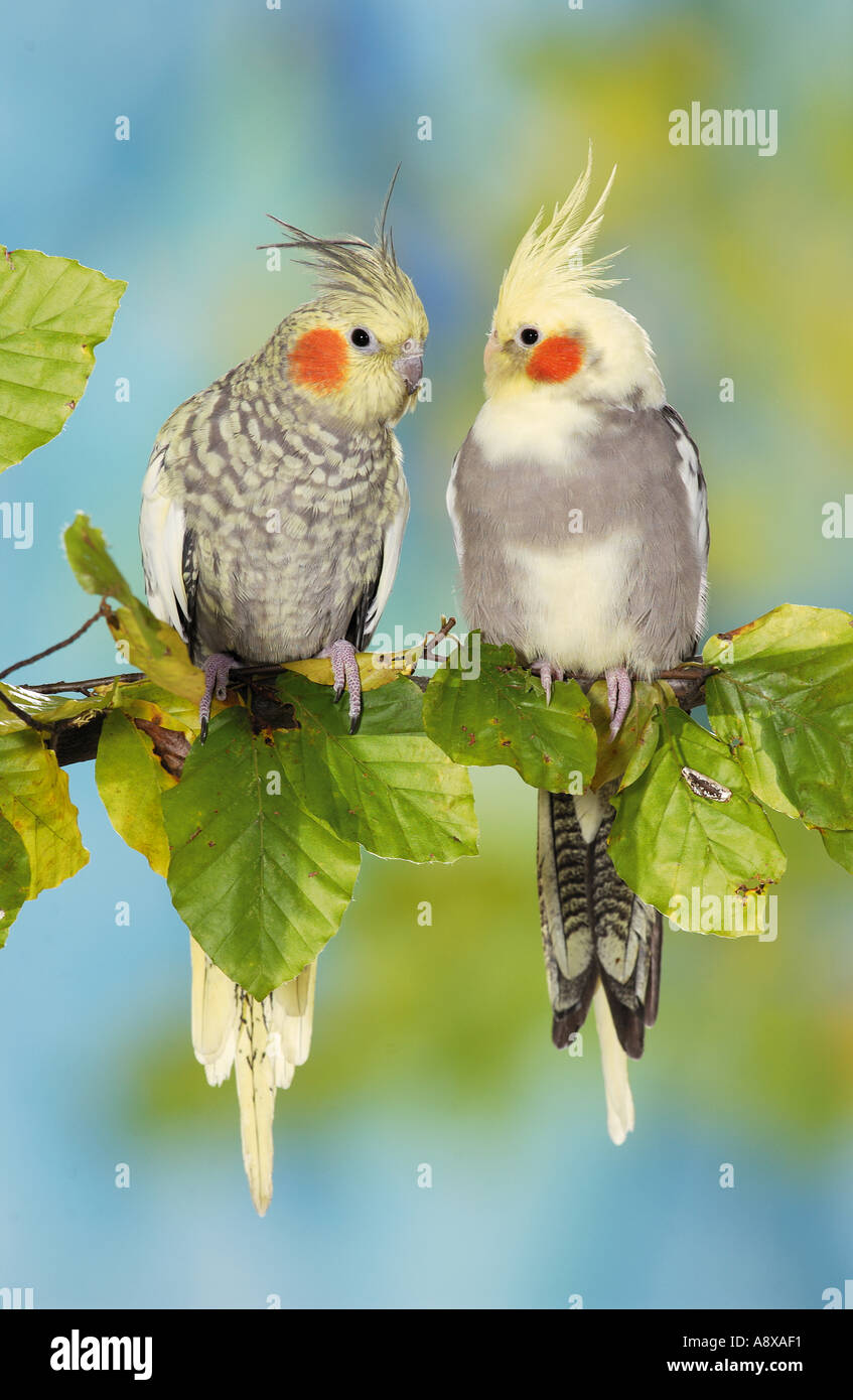 Due cockatiels sul ramoscello / Nymphicus hollandicus Foto Stock