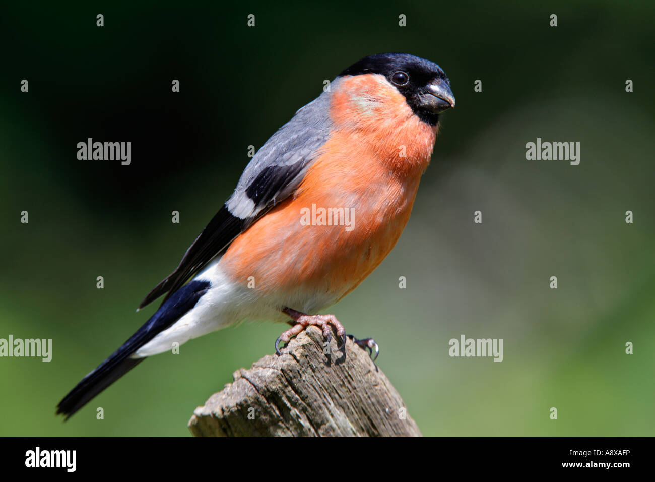 Bullfinch maschio Pyrrhula pyrrhula appollaiato sul ramo cercando alert potton bedfordshire Foto Stock