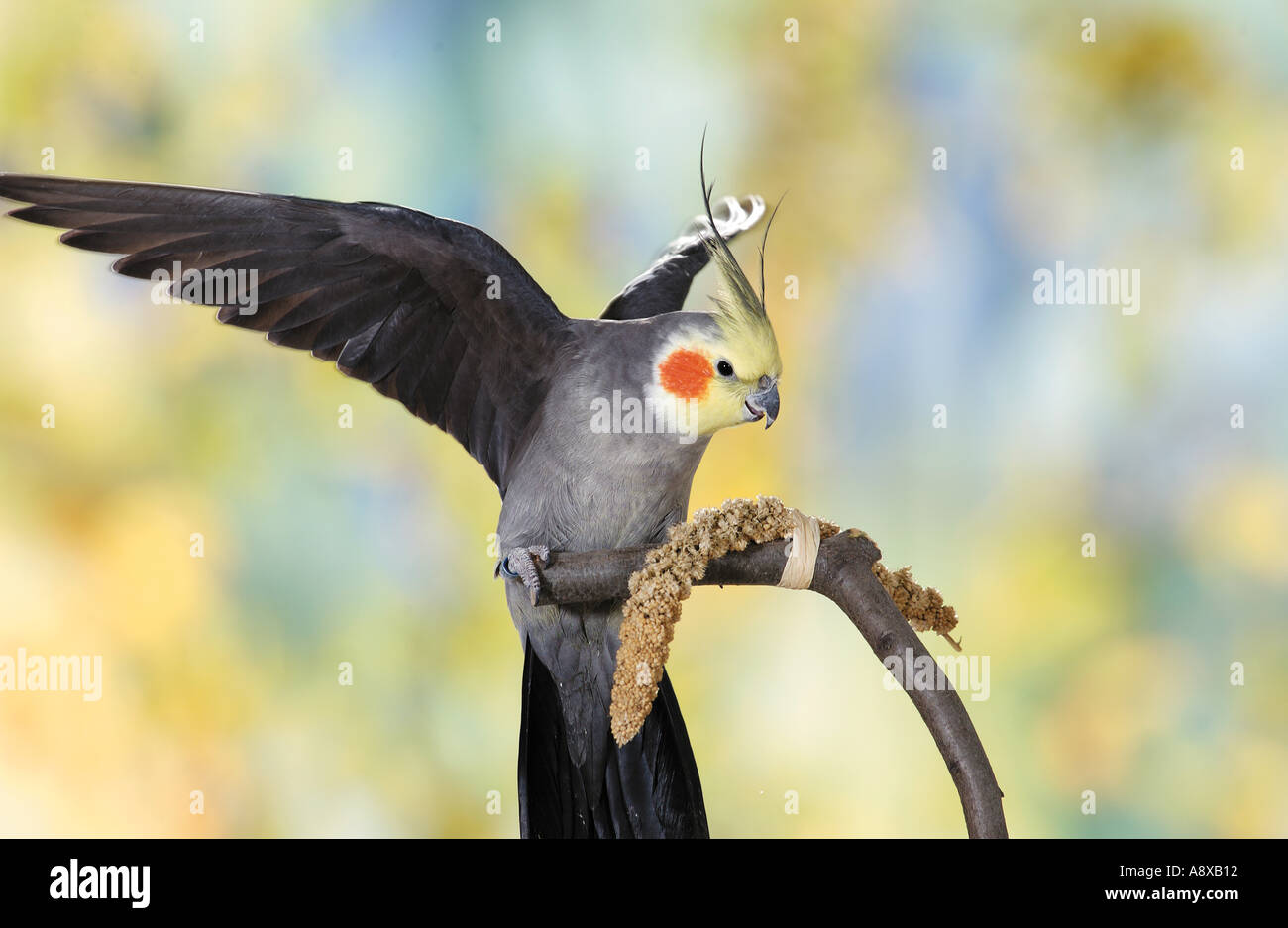 Cockatiel sul ramo Foto Stock