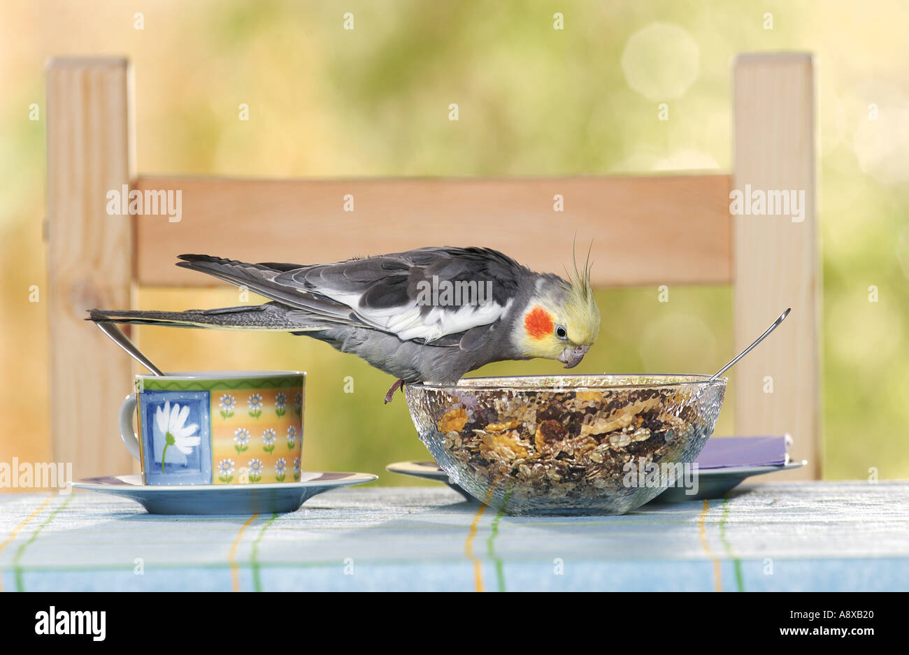 Cockatiel (Nymphicus hollandicus) mangiare cereali Foto Stock