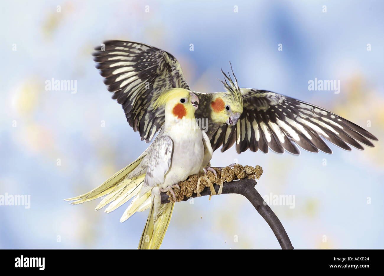 Cockatiel (Nymphicus hollandicus). Due uccelli su un ramoscello Foto Stock