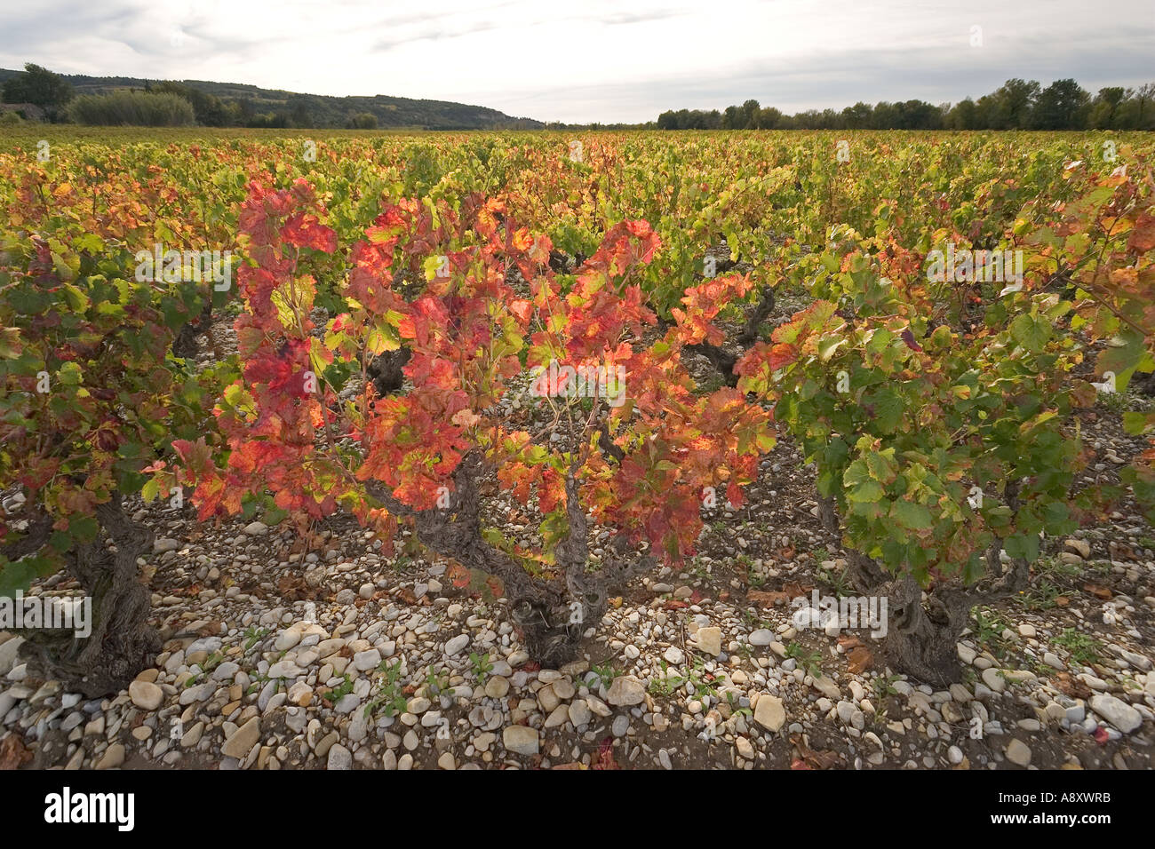 In autunno, vigneti a San Romano-de-Malegarde (Vaucluse-France). Vignes (Vitis vinifera) en automne à Saint-Roman-de-Malegarde Foto Stock