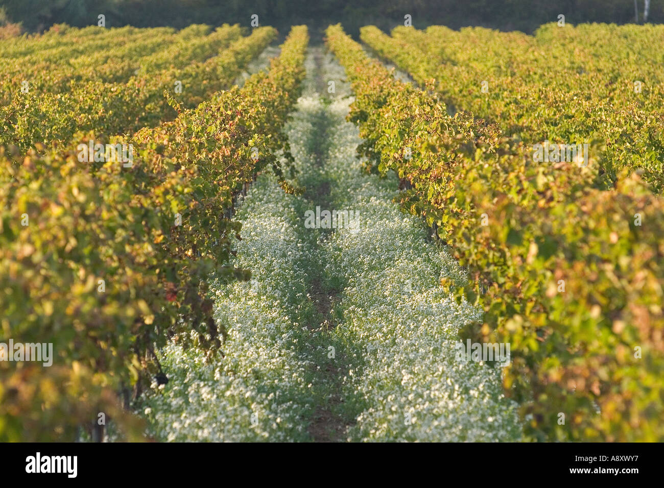 In autunno, vigneti (Vitis vinifera) a Saint Roman de Malegarde (Francia). Vignes en automne à Saint-Roman-de-Malegarde. Foto Stock