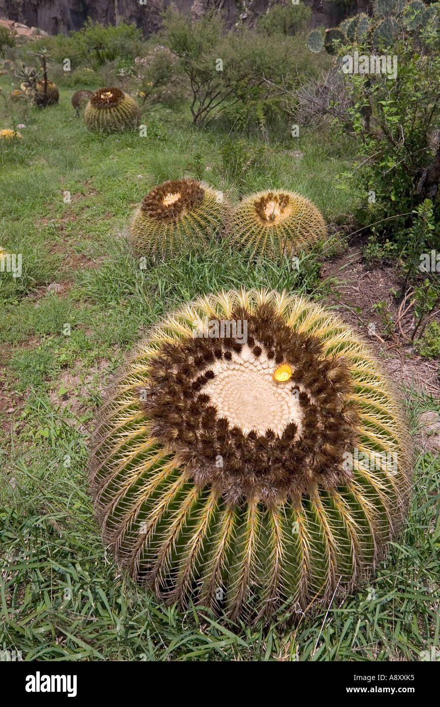 Golden barrel cactus (Echinocactus grusonii) e albero chollas (Messico). Coussins de belle-mère et Opuntias (Mexique). Foto Stock