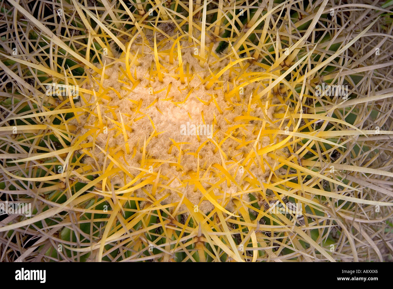 Close-up di una canna d'oro cactus (Echinocactus grusonii). Messico. Gros plan d'onu coussin de belle-mère. Mexique. Foto Stock