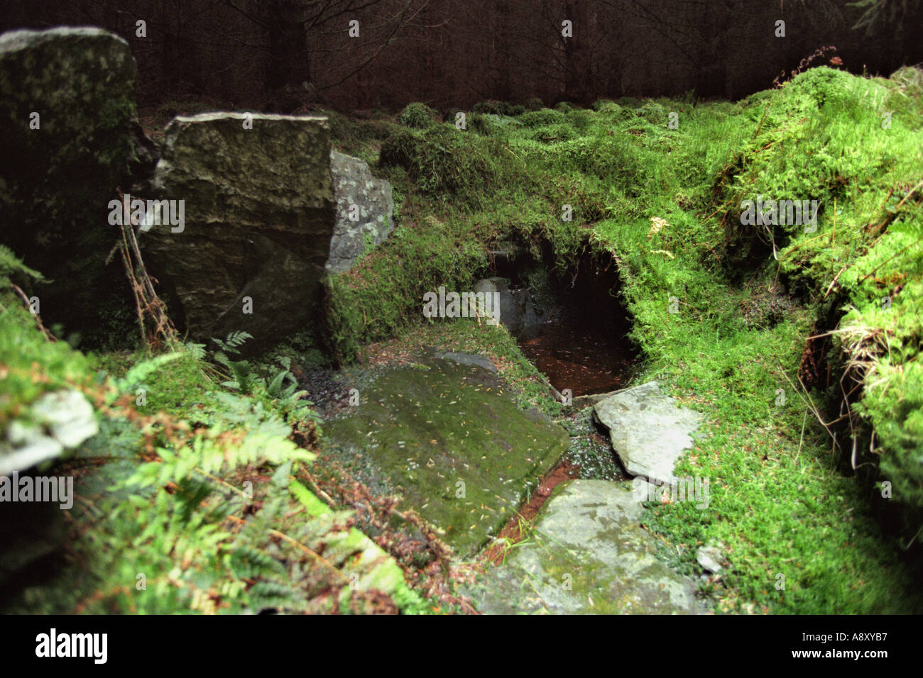 Antica e misteriosa acqua ben nascosti nella foresta Tywi Mid Wales UK Foto Stock