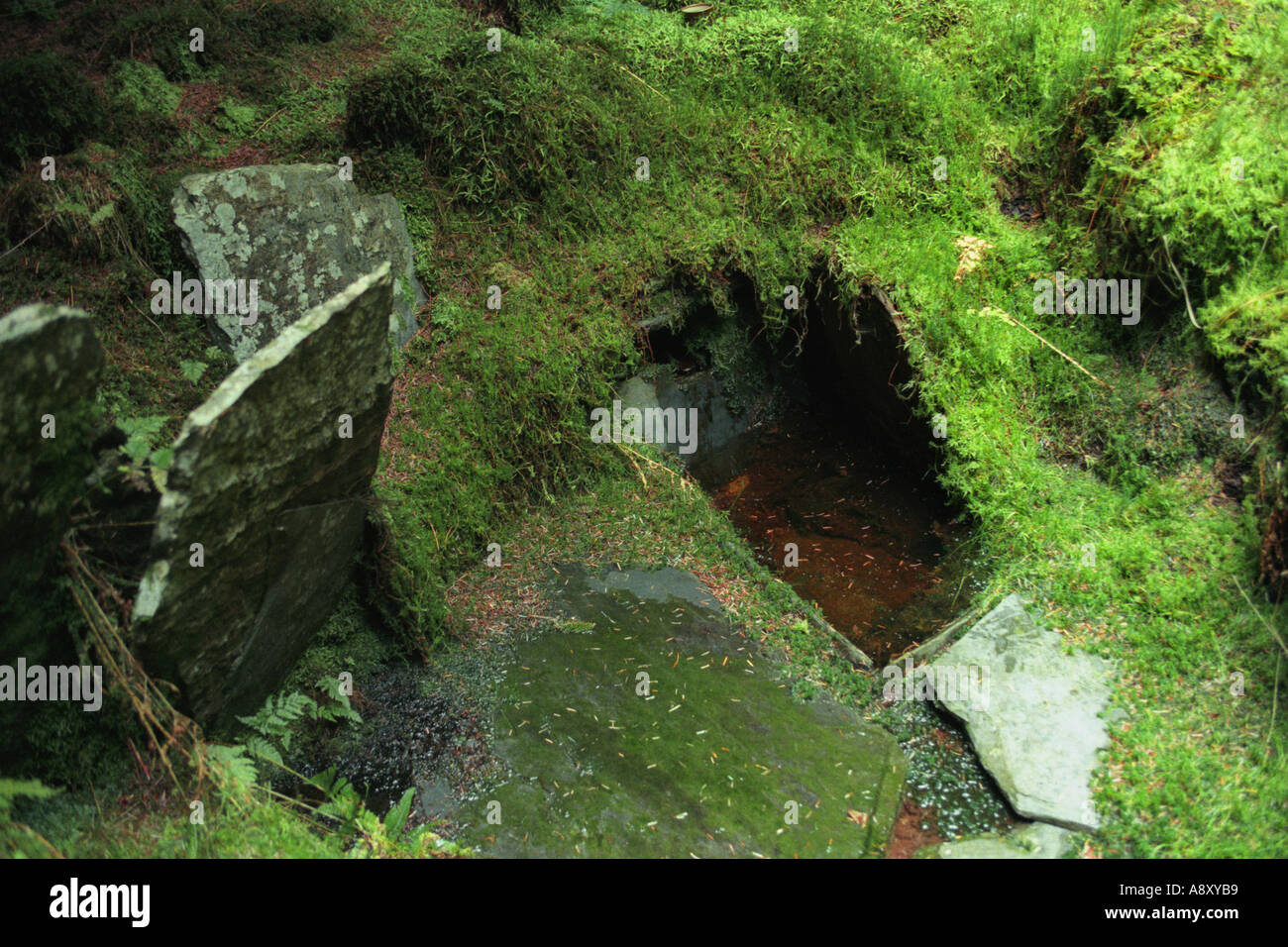 Antica e misteriosa acqua ben nascosti nella foresta Tywi Mid Wales UK GB UE Foto Stock