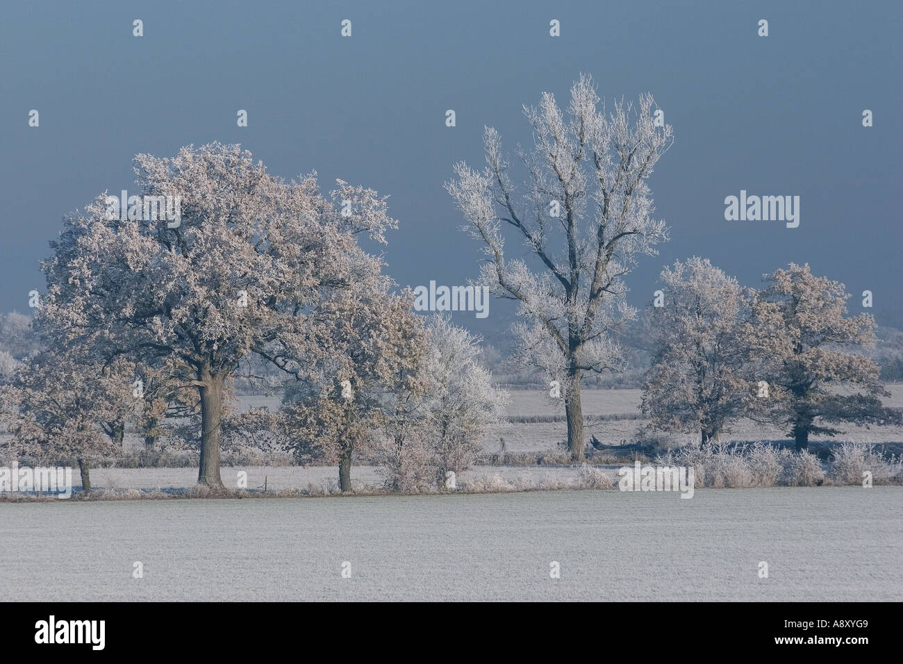 Brina alberi di copertura nel luogo conosciuto come il Boischaut (Francia). Gelée blanche recouvrant des arbres dans le Boischaut. Foto Stock