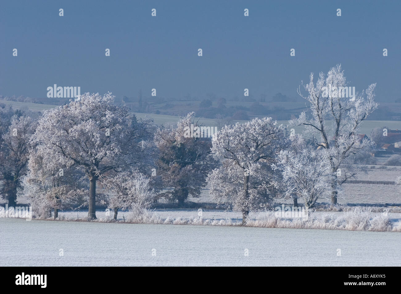 Brina alberi di copertura nel luogo conosciuto come il Boischaut (Francia). Gelée blanche recouvrant des arbres dans le Boischaut. Foto Stock