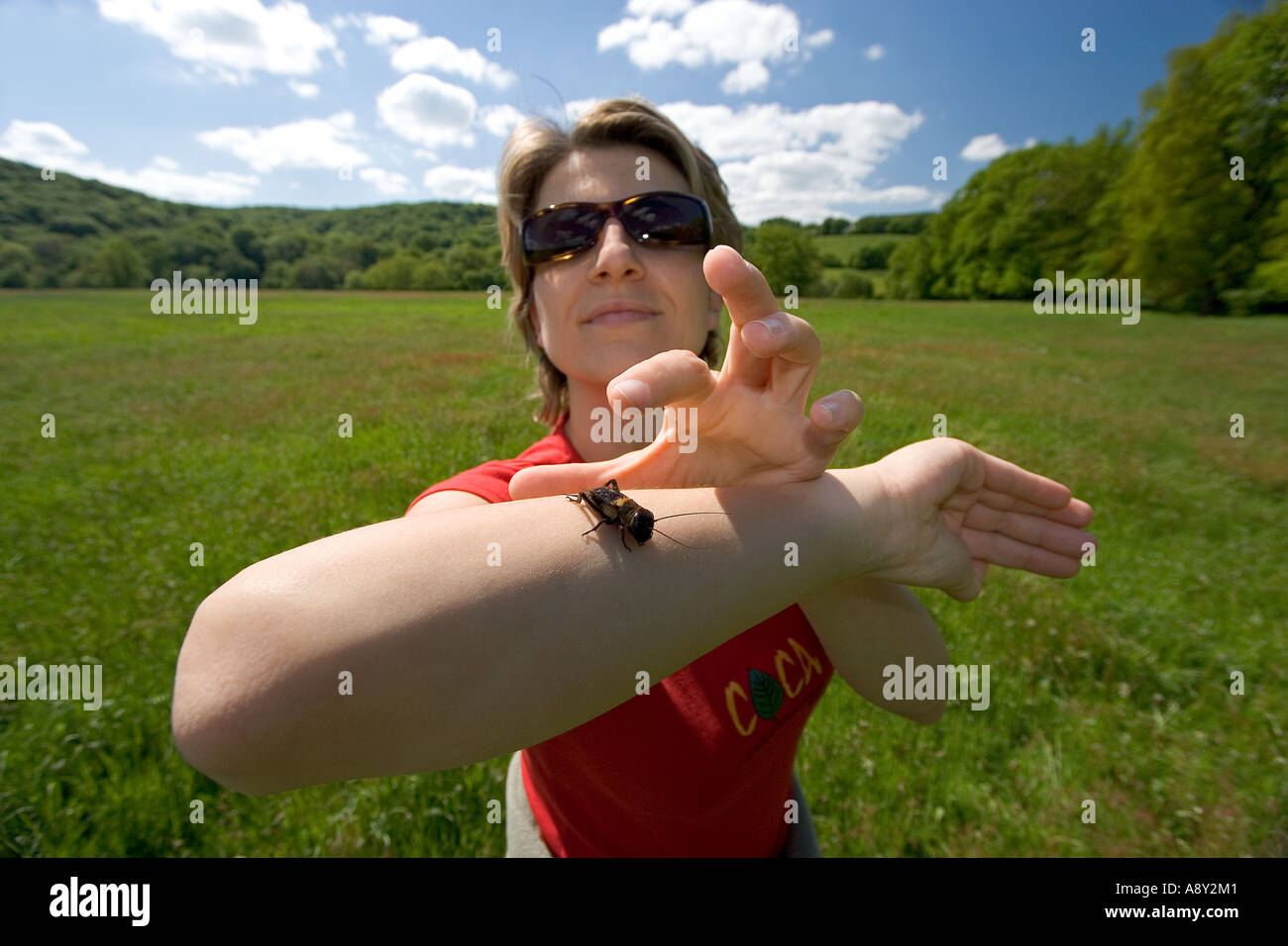 Signora giovane presentando un grillo (Gryllus campestris) sul suo avambraccio. Jeune femme présentant onu grillon sur figlio avant-bras. Foto Stock