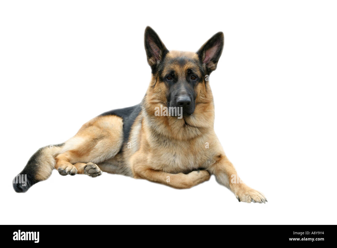 Pastore Tedesco cane Foto Stock