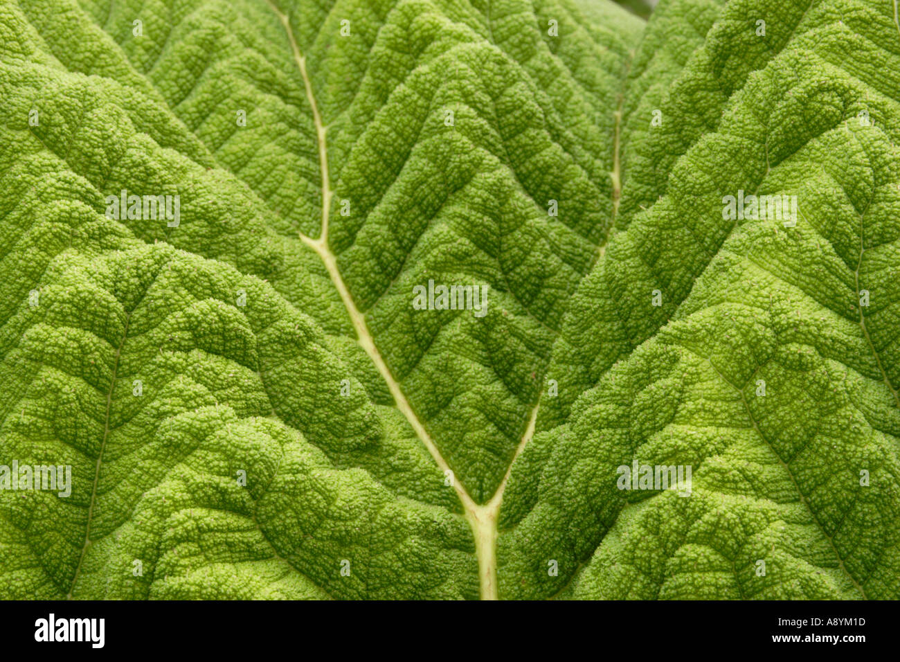 Gunnera gigante foglia di rabarbaro close up Foto Stock