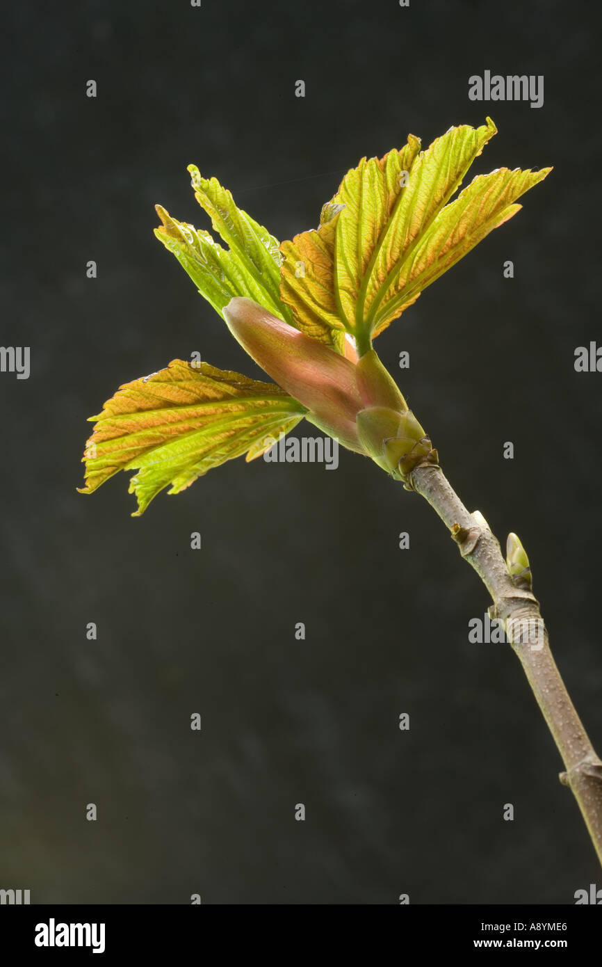 Nuove foglie di acero Acer pseudoplatanus Foto Stock