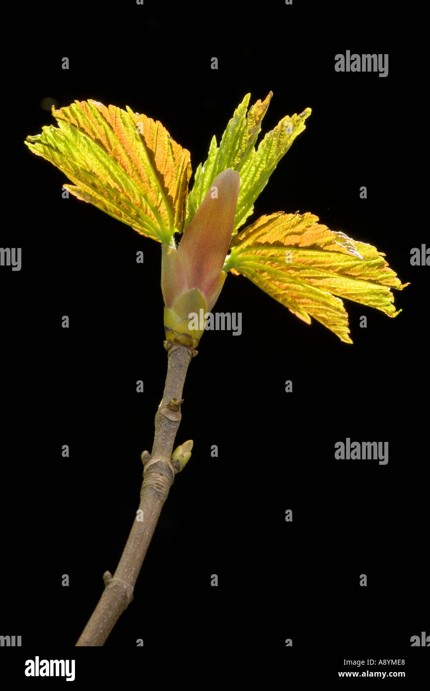 Nuove foglie di acero Acer pseudoplatanus Foto Stock