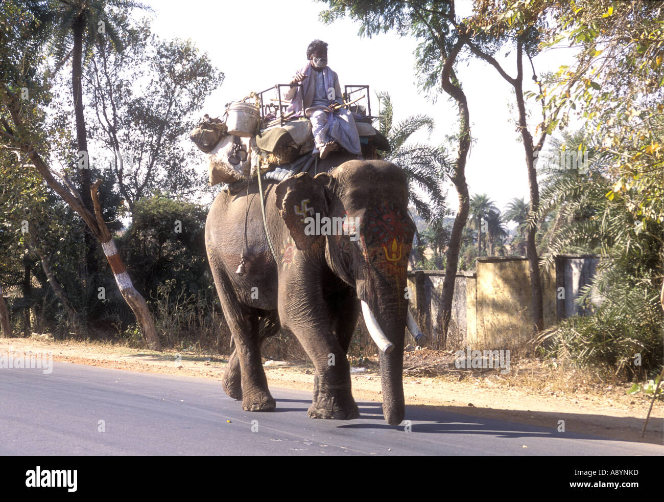 Un maschio di elefante indiano con mahout camminando giù per una strada principale in Uttar Pradesh, India Foto Stock