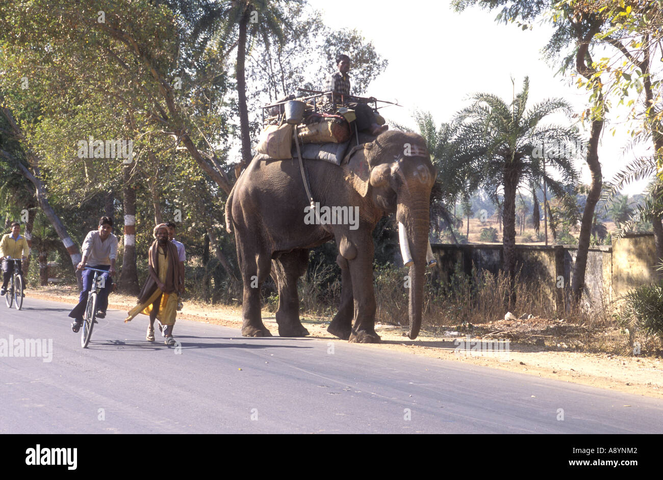 I ciclisti e i pedoni il sorpasso di un maschio di elefante indiano con mahout camminando giù per una strada principale in Uttar Pradesh, India Foto Stock