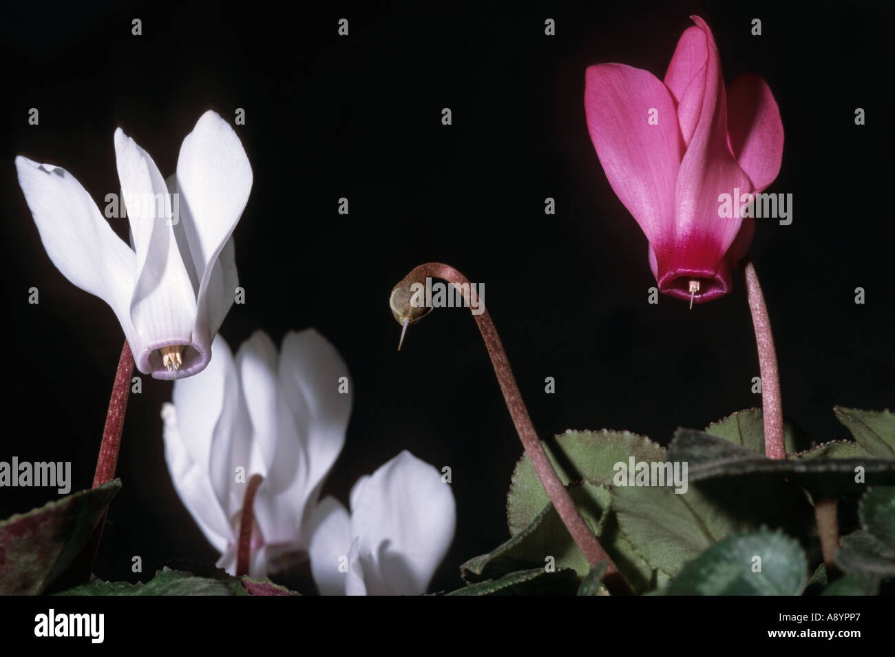 Cyclamens persicum e bud Foto Stock