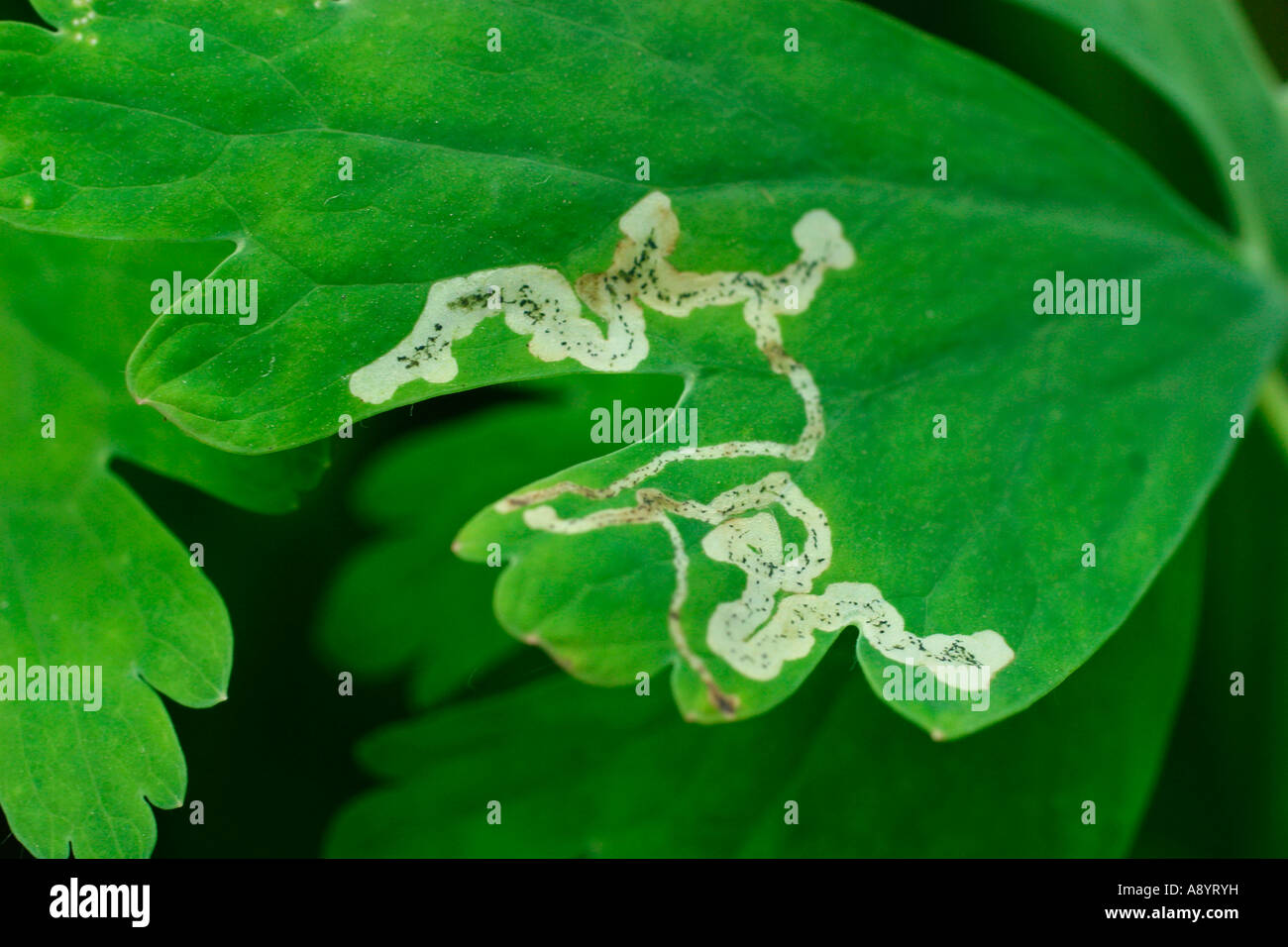 LEAF MINER CLOSE UP di miniere in foglia Foto Stock