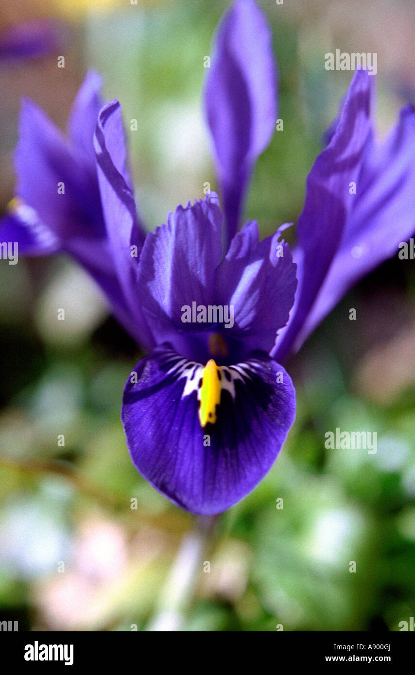 Iridaceae, Nano reticulata, viola, cercando in gola Foto Stock