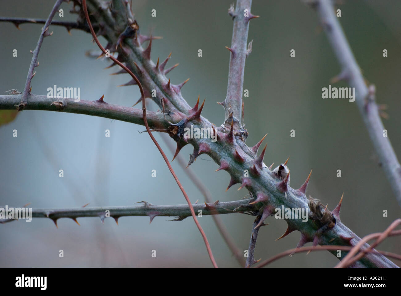 Spine di Rose Foto Stock