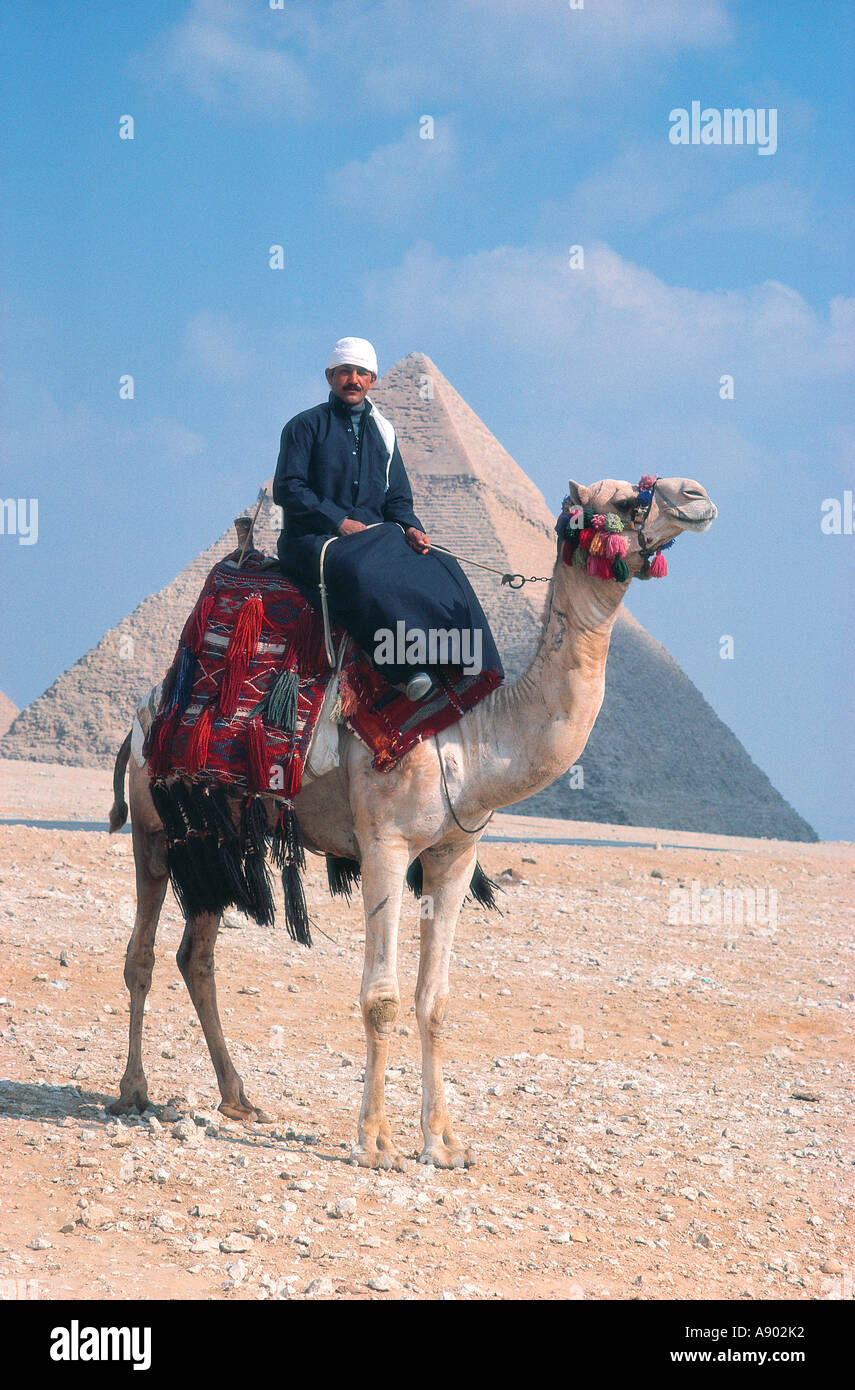 Un cammello pilota con la Piramide di Giza Chephren vicino al Cairo in Egitto Foto Stock