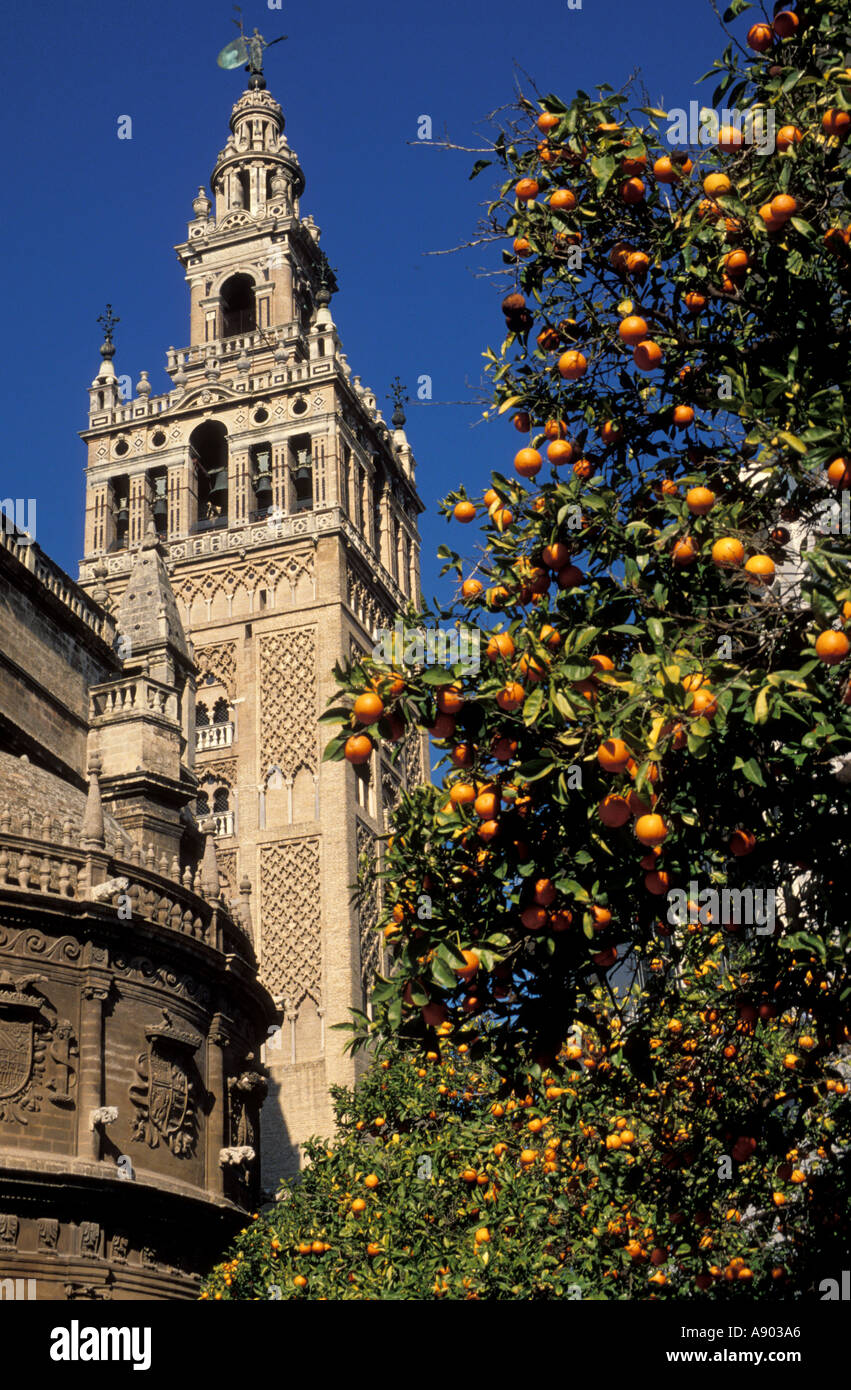 La torre Giralda sulla Cattedrale Siviglia Andalusia Siviglia Andalusia Spagna Foto Stock